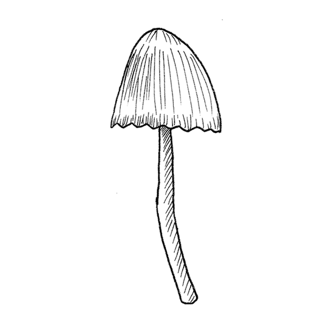 idea%5Fmushroom%2Dfineliner%2Dillustrations%2Dmycena%2Dfinished%5Fstep.png?sw=680&q=85