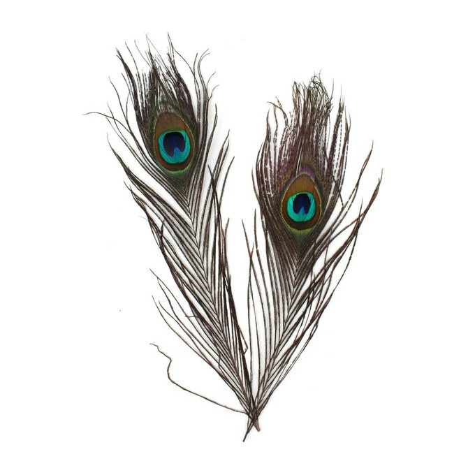 Peacock Feathers 4 Pack | Hobbycraft