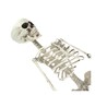 Build Your Own Skeleton 14 Pieces  image number 2