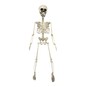 Large Skeleton 70cm image number 4