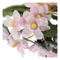 Pale Pink Verbana Floral Pick 10cm image number 3