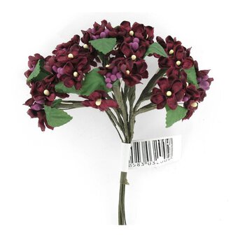 Burgundy Verbena 12.5cm